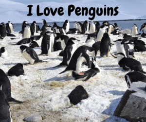 I Love Penguins