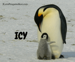 Cute Penguin Names