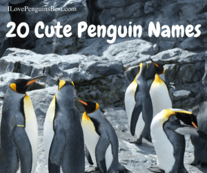 20 Cute Penguin Names