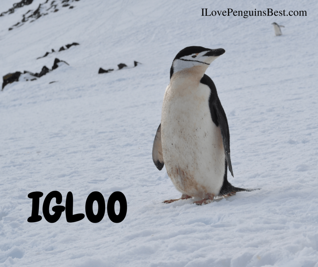 Penguins Nicknames: When You See a Good Idea…