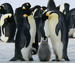Fun Penguin Facts