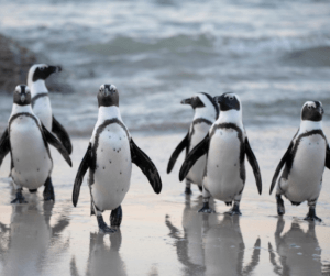 Penguin Party Decorations