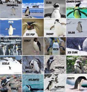 Name Tags for Penguin Party